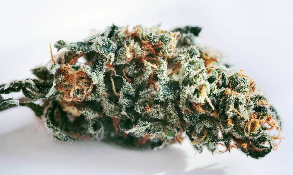 Best Weed Strains For Partying