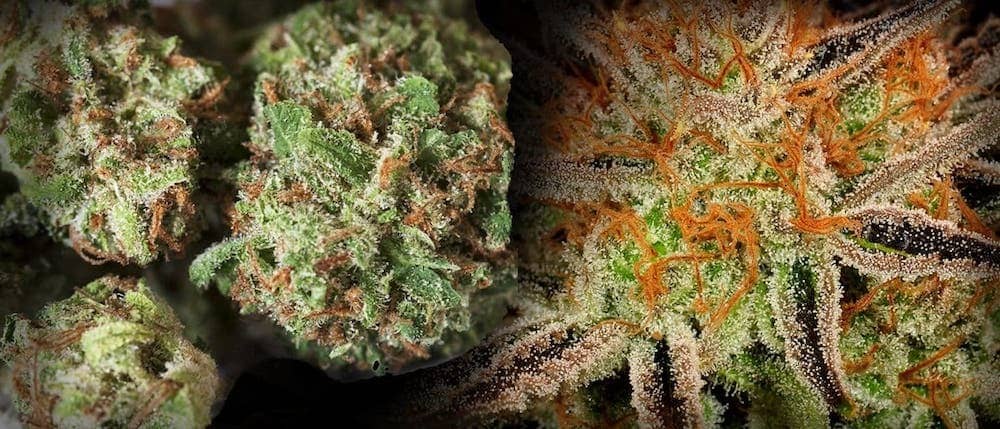 Best Weed Strains For Partying