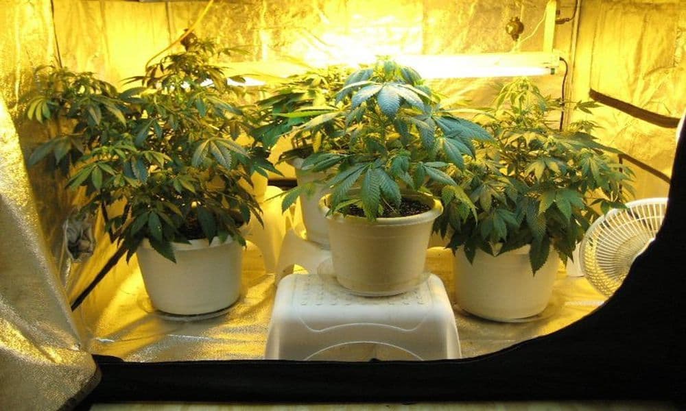 Grow Tent Vs. Grow Box: Which Should You Use?