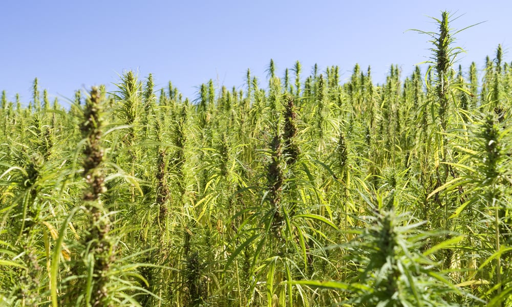 Hemp: What Is It and Why Does It Matter?