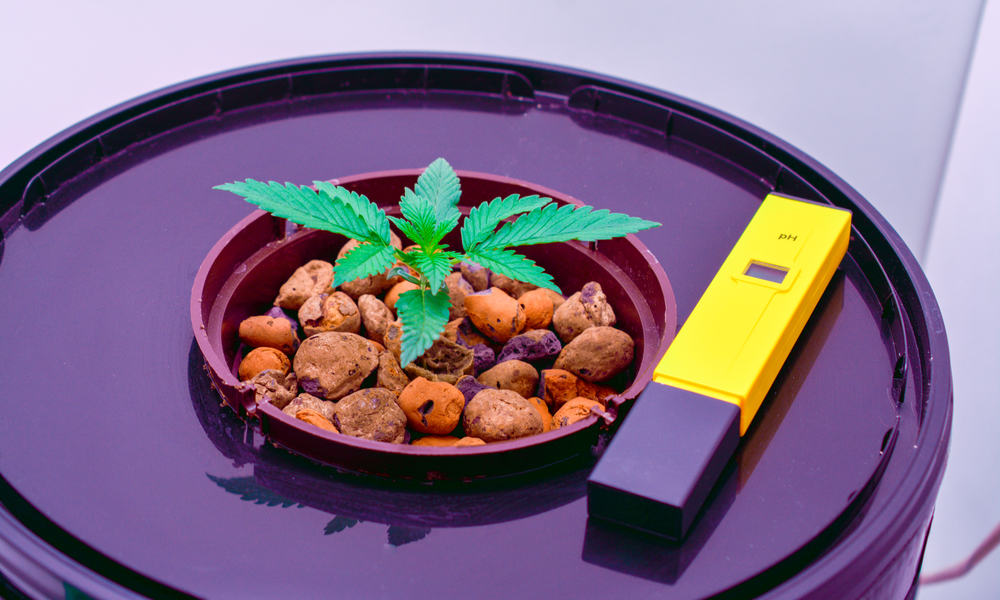 How To Grow Weed Without Soil