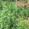 14,000 Cannabis Plants Discovered On Illegal Mississippi Weed Farm