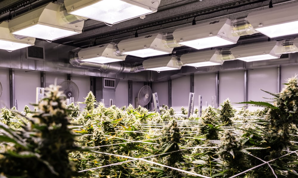 Maryland Approves 8 New Medical Marijuana Growers