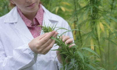 Maryland Approves 8 New Medical Marijuana Growers