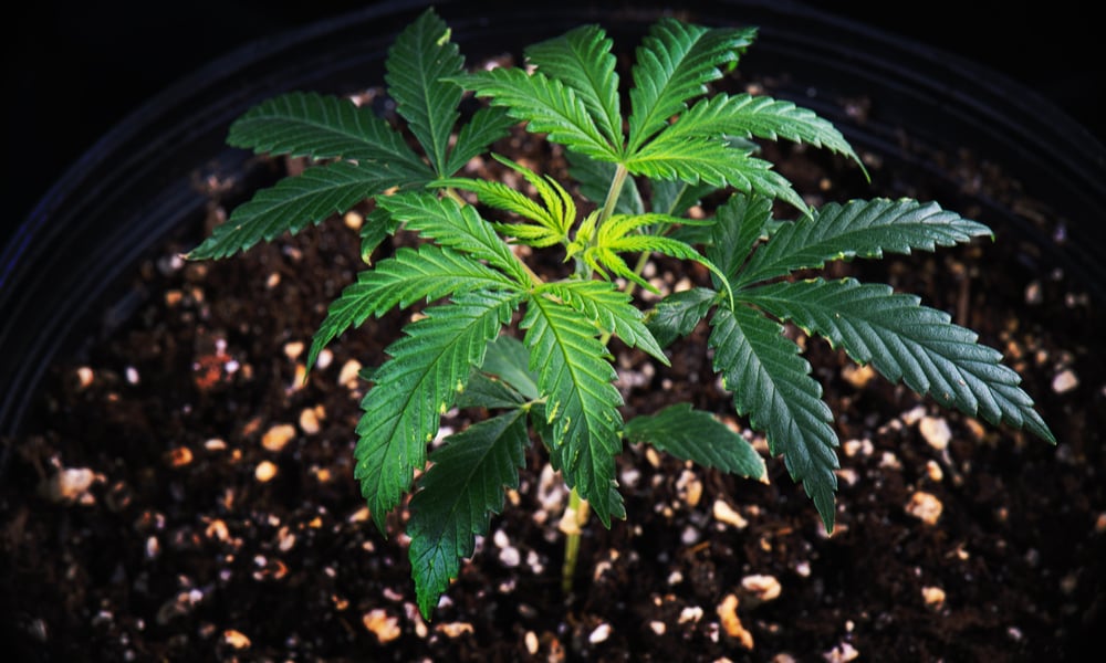 Soil vs. Hydro: The Ultimate Grow Off