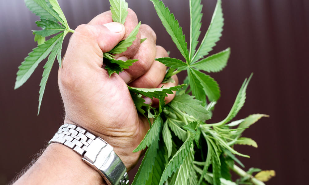 7 Ways To Destroy Your Weed Plants