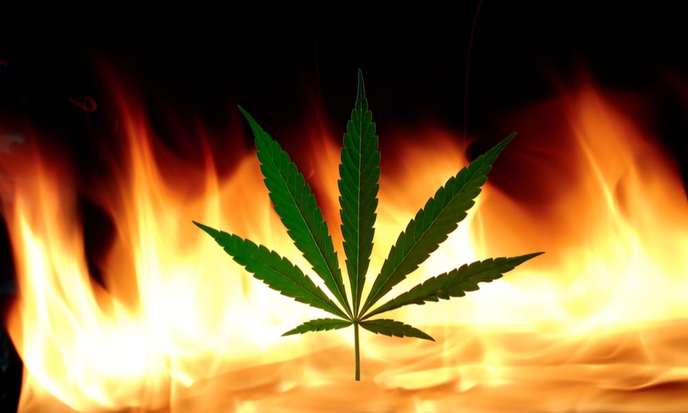 Как уничтожают марихуану растить марихуану дома