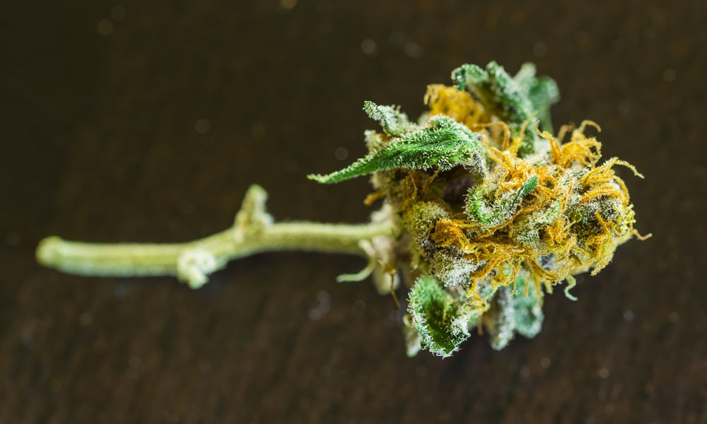 10 Best Weed Strains to Grow in Cold Places