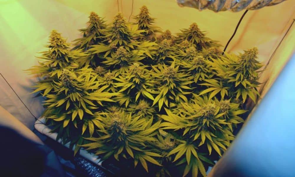 10 Best Weed Strains To Grow In Dry Climates