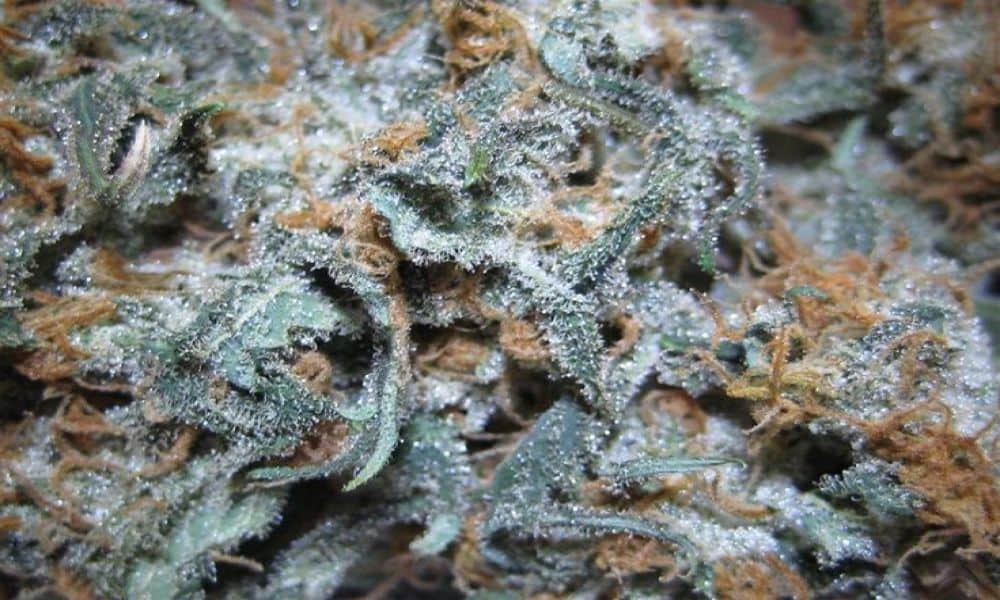 10 Best Weed Strains To Grow In Dry Climates