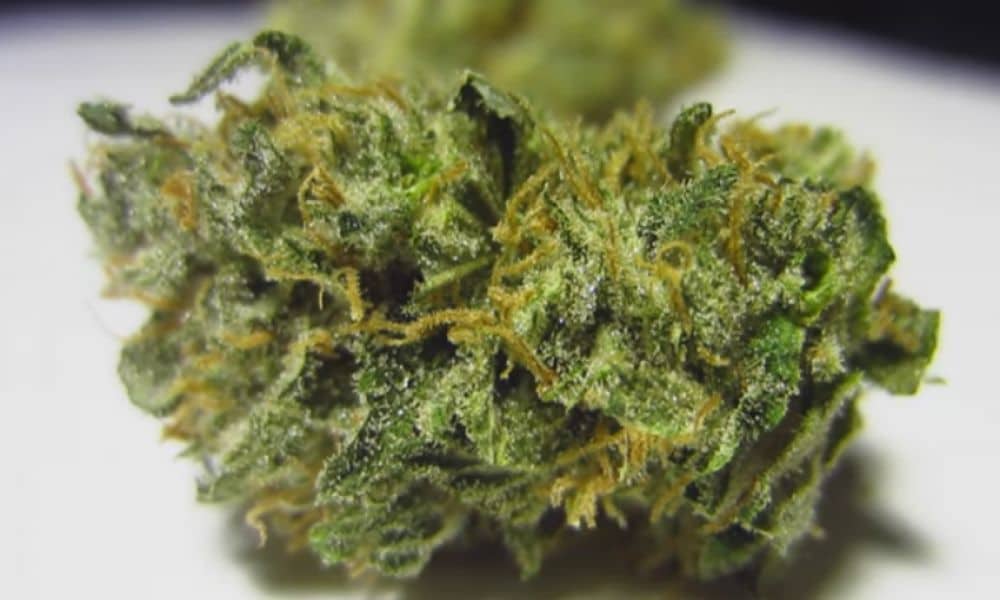 9 Best Weed Strains For An All-Nighter