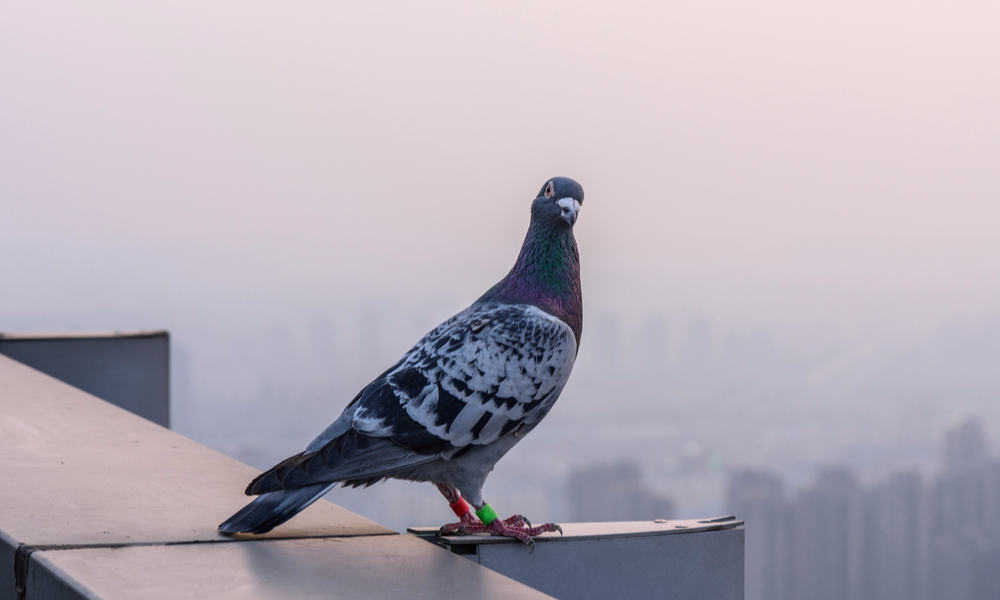 Police in Argentina Shot a Carrier Pigeon Delivering Weed to a Jail