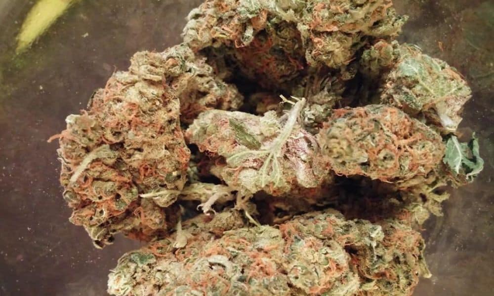 10 Best Weed Strains for Paranoia