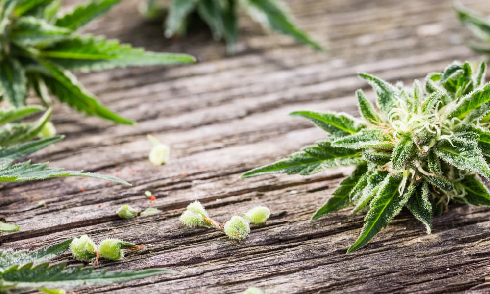 How Do I Know If My Female Weed Plant Has Been Pollinated? • Green Rush  Daily