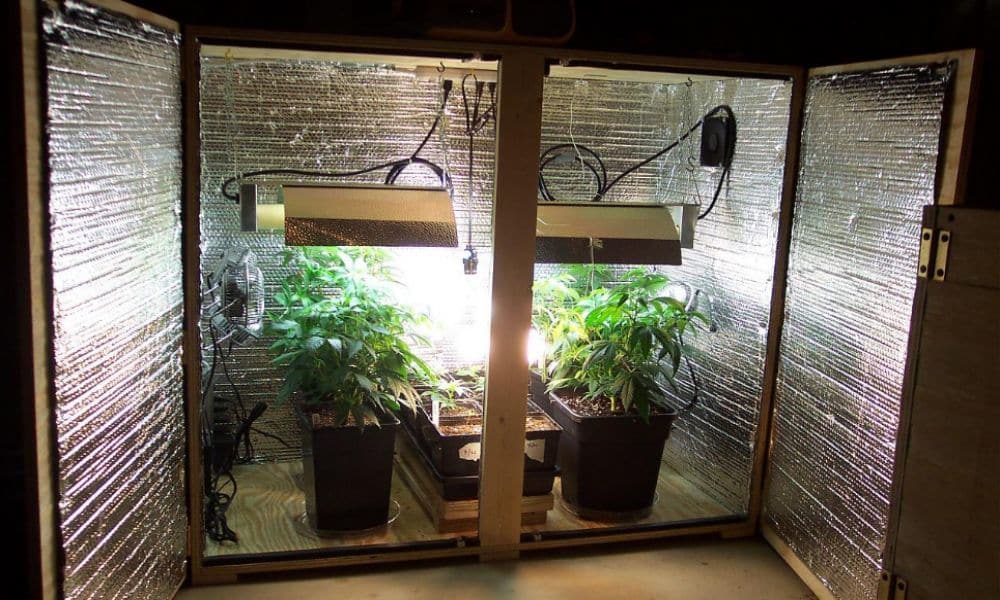 Как оборудовать шкаф для выращивания марихуаны конопля посевная куплю
