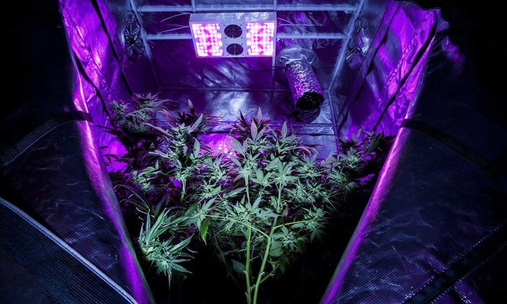 How To Pick The Right Size Grow Box