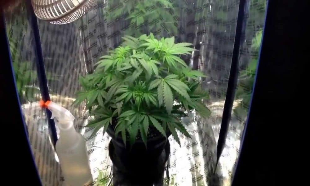How To Pick The Right Size Grow Box