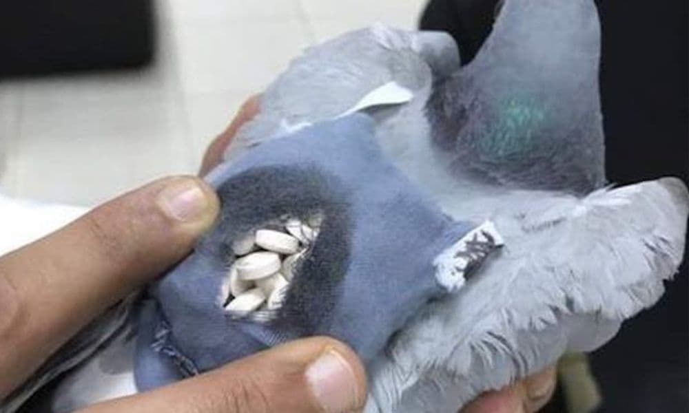Police in Argentina Shot a Carrier Pigeon Delivering Weed to a Jail