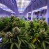 Texas Grants First Medical Marijuana Producer License