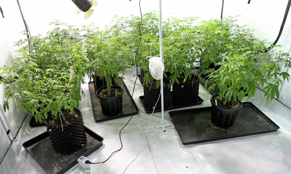Insurers Can Deny Coverage For Property Damage Due To Pot Growing