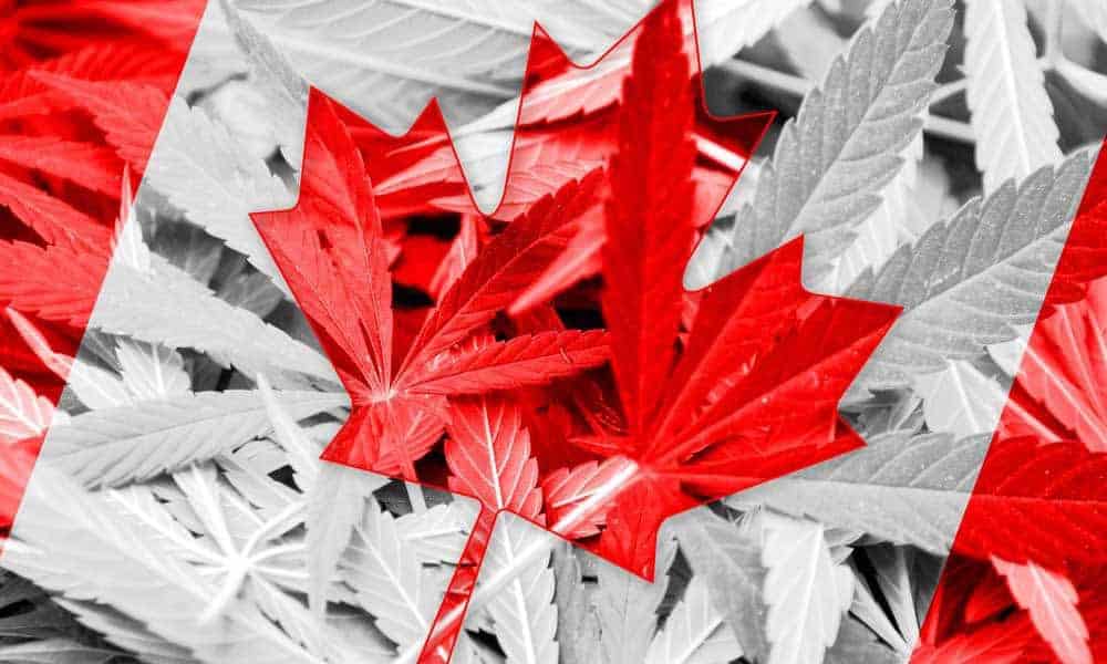 Cannabis Shortage In Canada Despite Increase In Cultivation Applicants