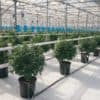 Canopy Growth Applied To Be First Cannabis Cultivator On The NYSE