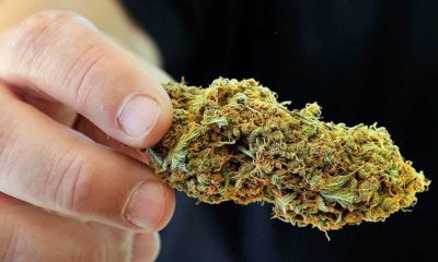 Why Are Budtender Turnover Rates So High?