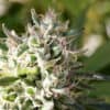 Arkansas Issues First Five Medical Marijuana Cultivation Licenses