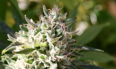 Arkansas Issues First Five Medical Marijuana Cultivation Licenses