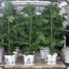 3,350 Pounds of Hemp Seized From U-Haul Was Mistaken for Marijuana