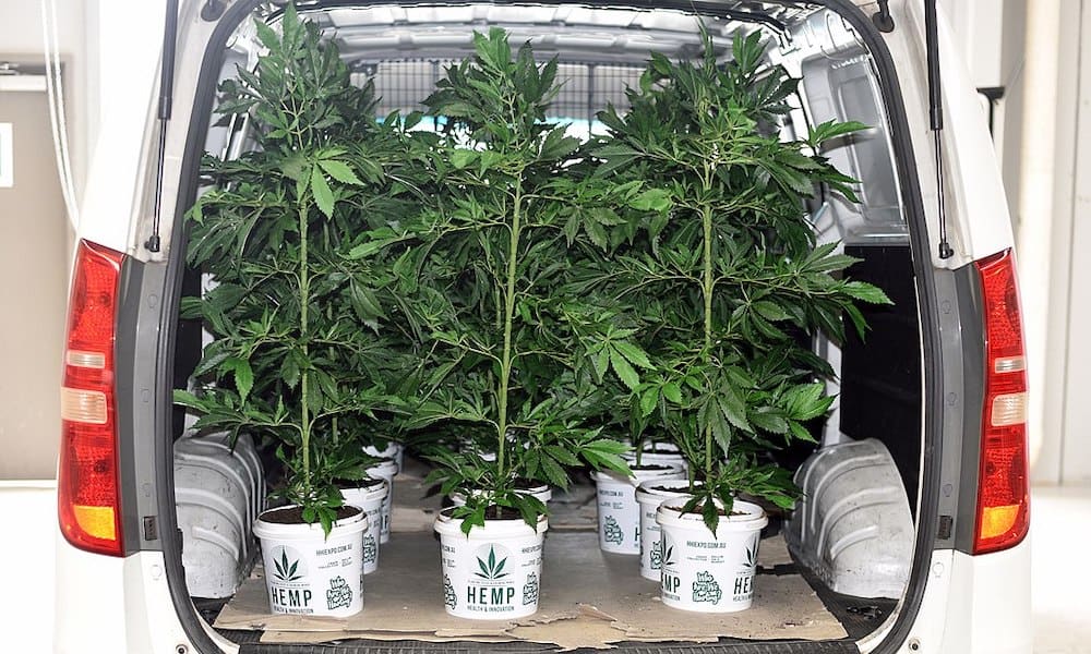 3,350 Pounds of Hemp Seized From U-Haul Was Mistaken for Marijuana