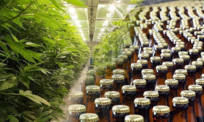 Alcohol and Weed Industries are Creating More Jobs Than Tech in Oregon