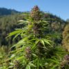 California Destroys $1 Billion Worth of Seized Marijuana Plants