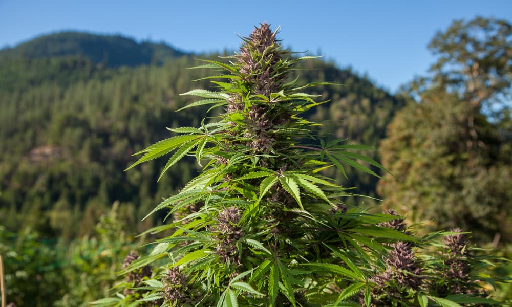 California Destroys $1 Billion Worth of Seized Marijuana Plants