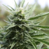 California Suspends Nearly 400 Marijuana Busines Permits