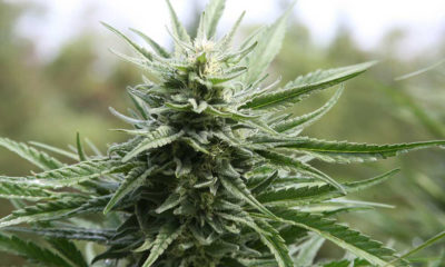 California Suspends Nearly 400 Marijuana Busines Permits