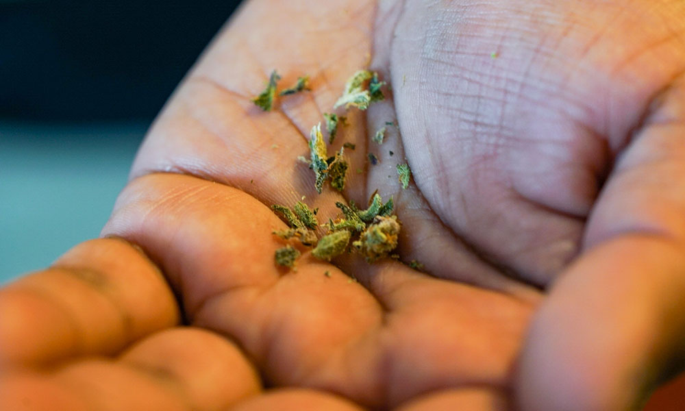 Canada's Weed Shortage Could Last up to Five Years