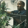 Cannabis Cultivation Program Offers Job Training to People of Color