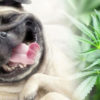 Cannabis Products For Your Pets