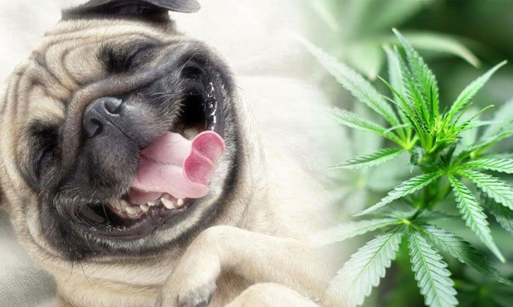 Cannabis Products For Your Pets