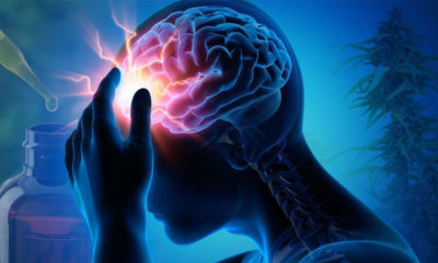 Research Shows CBD can Help Transmit Medicines to the Brain
