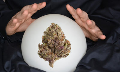Experts Have Contrasting Predictions on the Growth of Legal Cannabis