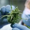 DEA Announces Move to Improve Access to Marijuana Research