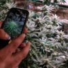 Denver Cannabis Industry Lowers Crime And Raises Revenues