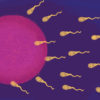 Does THC Affect Sperm? New Study Sheds Light