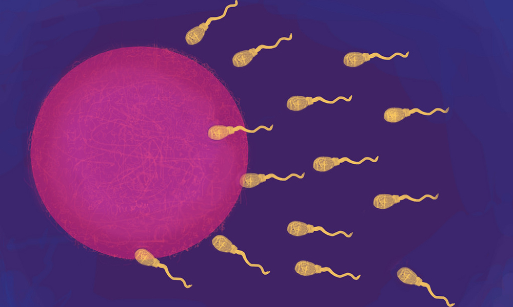Does THC Affect Sperm? New Study Sheds Light