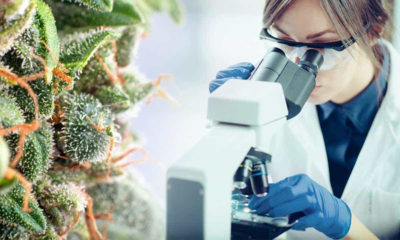 The Top Five Funded Studies On Cannabis