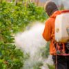 Forests Are Being Poisoned by Pesticides on Illegal Cannabis Farms