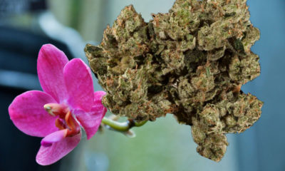 Greenhouse Made For Orchids To Be Used For Weed As Demand Rises