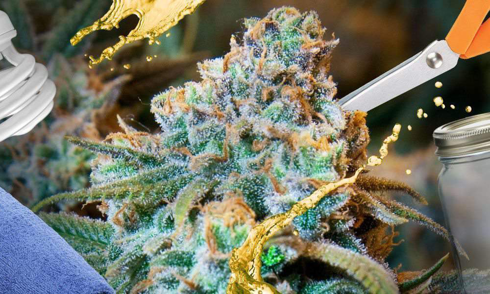 9 Ways To Grow Weed At Home